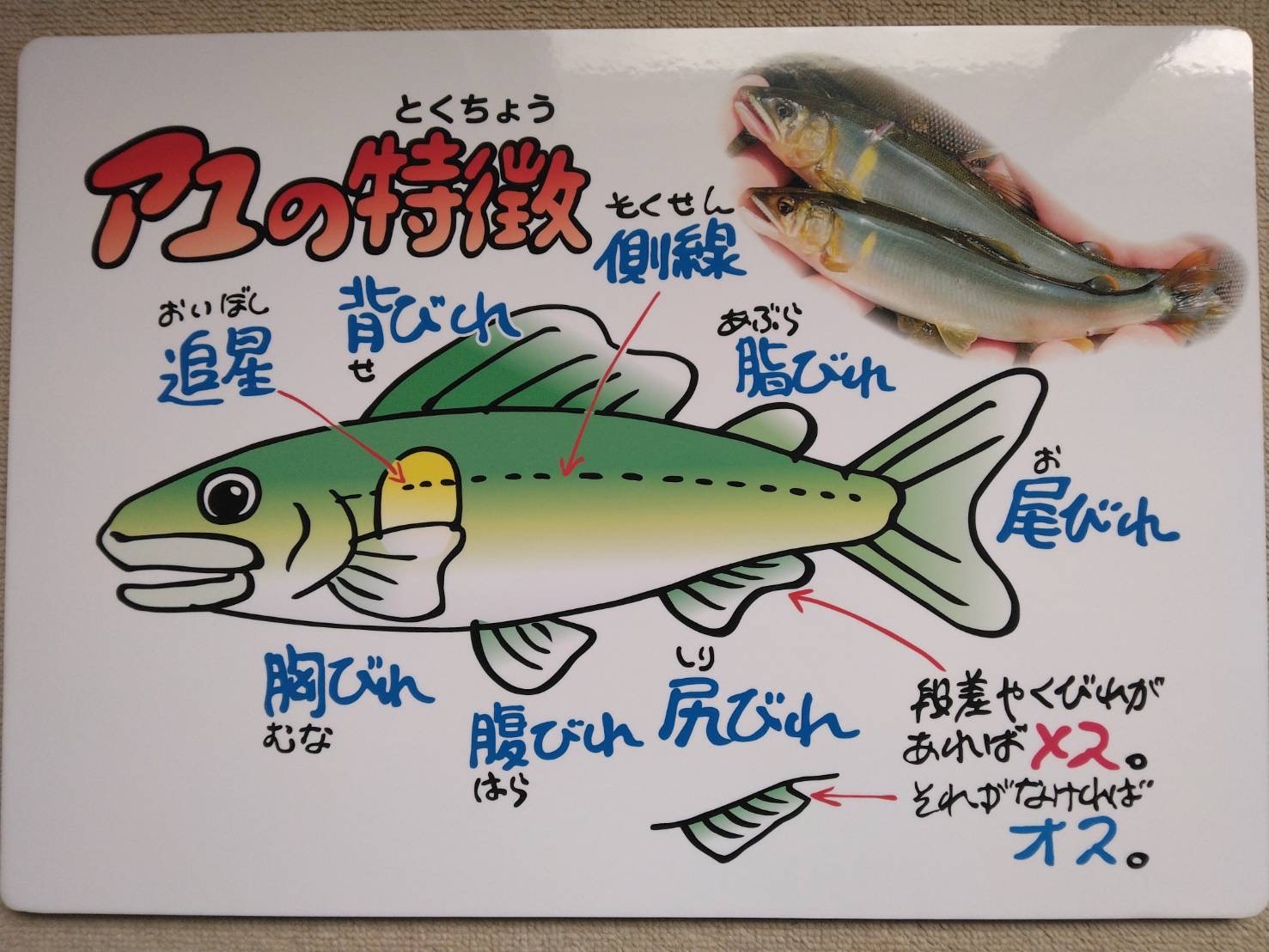 image_123650291-11.jpg